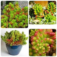  روش نگه داری گل ناز